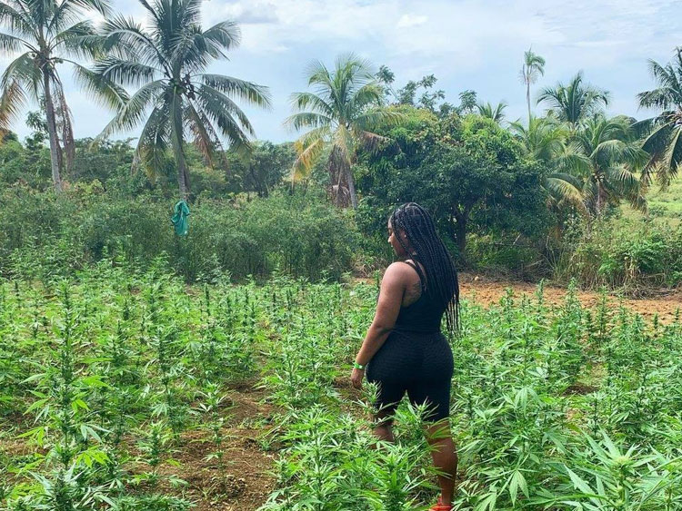 dtours-jamaica-attractions-rastasafari-experience-weed